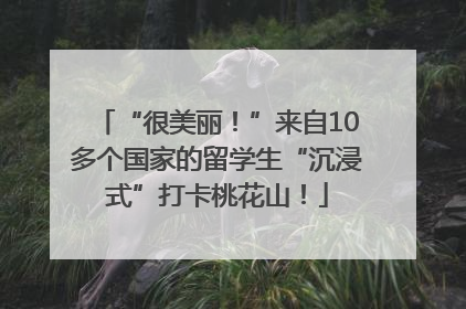 “很美丽！”来自10多个国家的留学生“沉浸式”打卡桃花山！