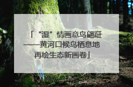 “湿”情画意鸟翩跹——黄河口候鸟栖息地再绘生态新画卷