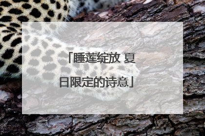 睡莲绽放 夏日限定的诗意