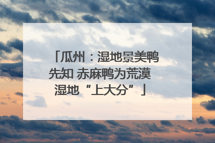 瓜州：湿地景美鸭先知 赤麻鸭为荒漠湿地“上大分”