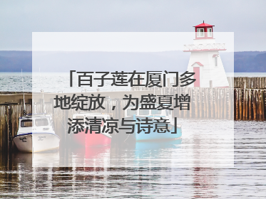 百子莲在厦门多地绽放，为盛夏增添清凉与诗意