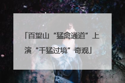 百望山“猛禽通道”上演“千猛过境”奇观