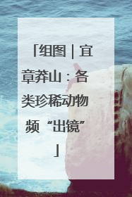 组图｜宜章莽山：各类珍稀动物频“出镜”