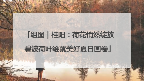 组图｜桂阳：荷花悄然绽放 碧波荷叶绘就美好夏日画卷