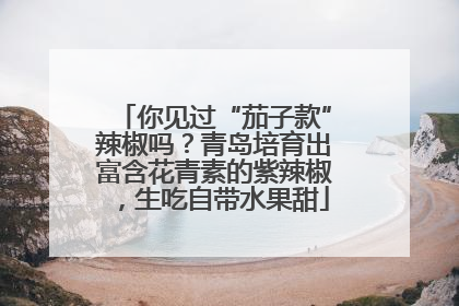 你见过“茄子款”辣椒吗？青岛培育出富含花青素的紫辣椒，生吃自带水果甜