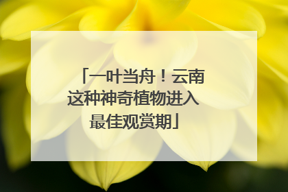 一叶当舟！云南这种神奇植物进入最佳观赏期