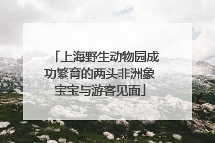 上海野生动物园成功繁育的两头非洲象宝宝与游客见面