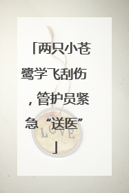 两只小苍鹭学飞刮伤，管护员紧急“送医”