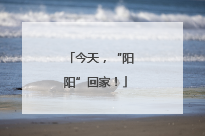 今天，“阳阳”回家！