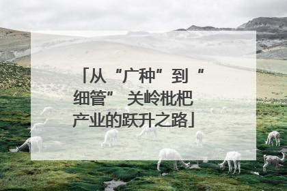 从“广种”到“细管” 关岭枇杷产业的跃升之路