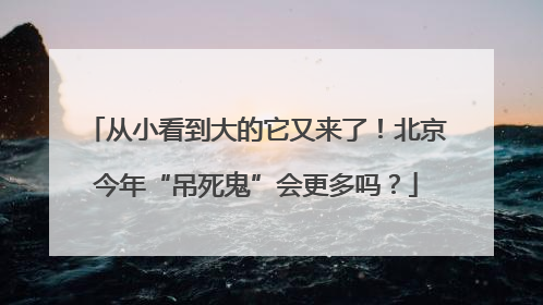 从小看到大的它又来了！北京今年“吊死鬼”会更多吗？