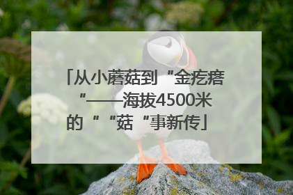 从小蘑菇到“金疙瘩“——海拔4500米的““菇“事新传