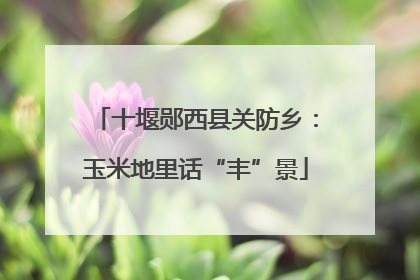 十堰郧西县关防乡：玉米地里话“丰”景