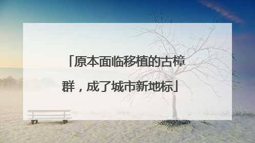 原本面临移植的古樟群，成了城市新地标