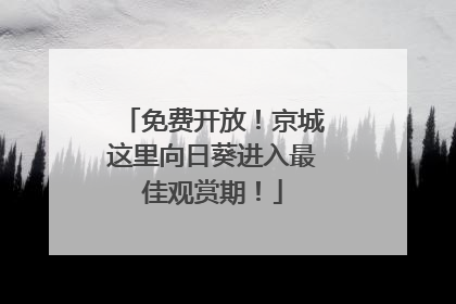 免费开放！京城这里向日葵进入最佳观赏期！