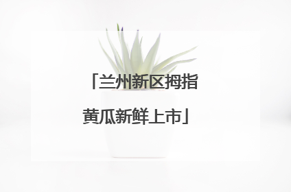 兰州新区拇指黄瓜新鲜上市