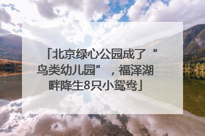 北京绿心公园成了“鸟类幼儿园”，福泽湖畔降生8只小鸳鸯