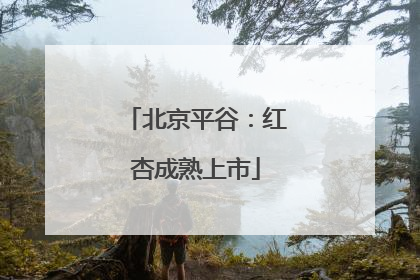 北京平谷：红杏成熟上市
