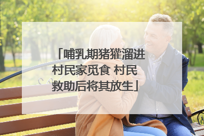 哺乳期猪獾溜进村民家觅食 村民救助后将其放生