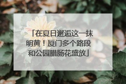 在夏日邂逅这一抹明黄！厦门多个路段和公园腊肠花盛放
