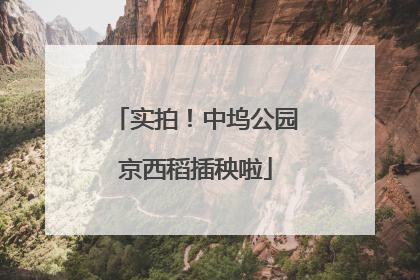 实拍！中坞公园京西稻插秧啦