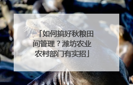 如何搞好秋粮田间管理？潍坊农业农村部门有实招