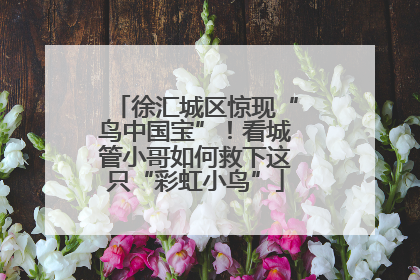 徐汇城区惊现“鸟中国宝”！看城管小哥如何救下这只“彩虹小鸟”