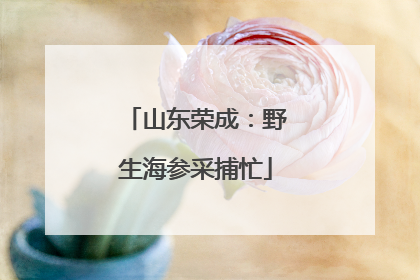 山东荣成：野生海参采捕忙