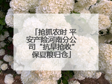 抢抓农时 平安产险河南分公司“抗旱抢收”保夏粮归仓