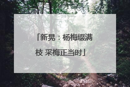 新晃：杨梅缀满枝 采梅正当时