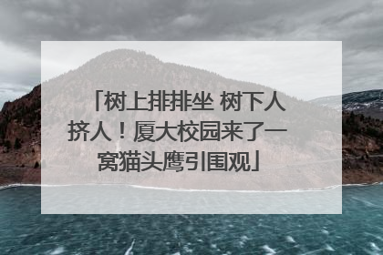 树上排排坐 树下人挤人！厦大校园来了一窝猫头鹰引围观