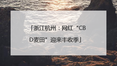 浙江杭州：网红“CBD麦田”迎来丰收季
