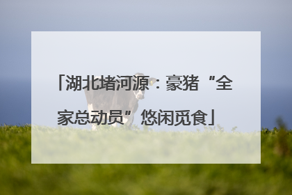 湖北堵河源：豪猪“全家总动员”悠闲觅食