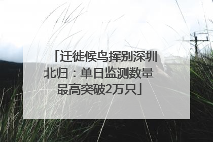 迁徙候鸟挥别深圳北归：单日监测数量最高突破2万只