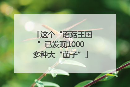 这个“蘑菇王国”已发现1000多种大“菌子”