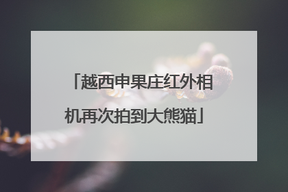越西申果庄红外相机再次拍到大熊猫