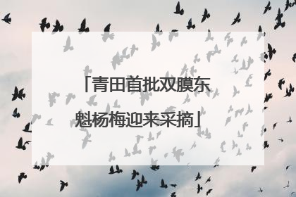 青田首批双膜东魁杨梅迎来采摘