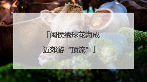 闽侯绣球花海成近郊游“顶流”