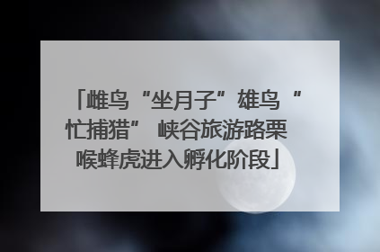 雌鸟“坐月子”雄鸟“忙捕猎” 峡谷旅游路栗喉蜂虎进入孵化阶段
