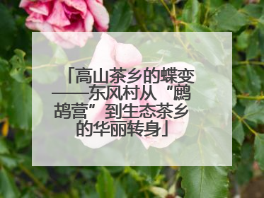 高山茶乡的蝶变——东风村从“鹧鸪营”到生态茶乡的华丽转身