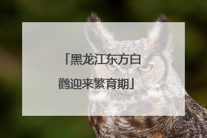 黑龙江东方白鹳迎来繁育期