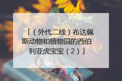（外代二线）布达佩斯动物和植物园的西伯利亚虎宝宝（2）